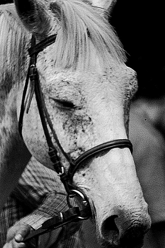 L'équitation et le cheval - Photo