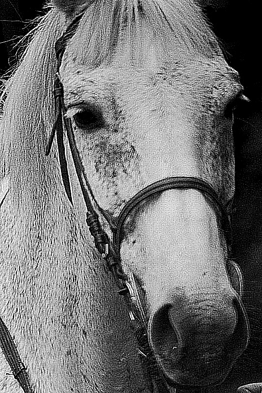 Photo, portrait d'un cheval gris