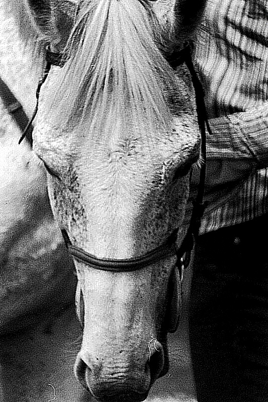 “Avoir du toupet” de cheval - Une photo