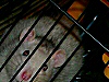 photo d'un rat