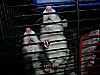 Une petite image de rats en cage