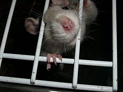Photo d'un amour de rat domestique