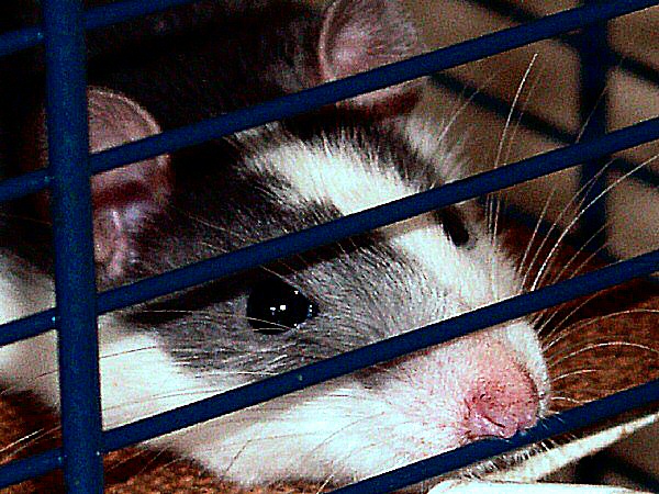 Photo de Discret, un rat domestique.