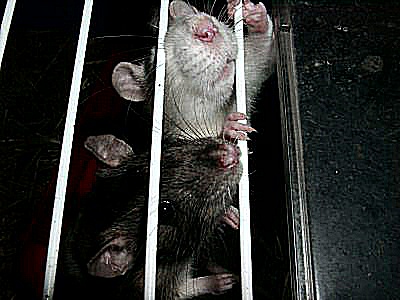 Photo d'un monde d'animaux, de rats