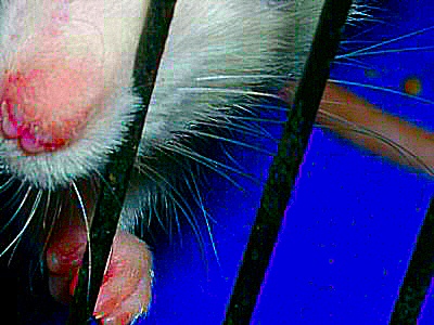 Photo du nez d'un rat