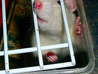 Image, portrait d'un rat domestique - une rate