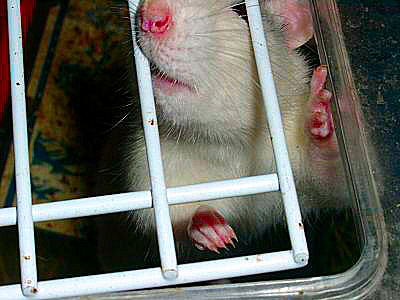 Image, portrait d'un rat domestique - une rate