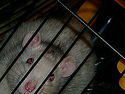Photo des pigments noirs d'un rat husky