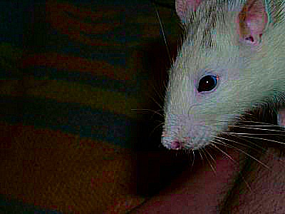 Photo de la t&ecircte d'un rat husky