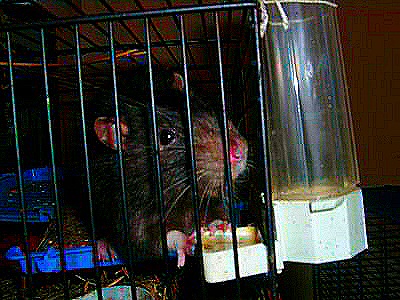 Photo d'un rat noir domestique