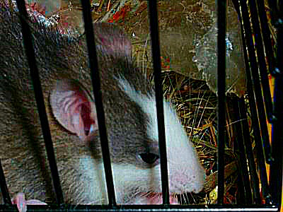 Photo d'un rat domestique, Feu
Discret