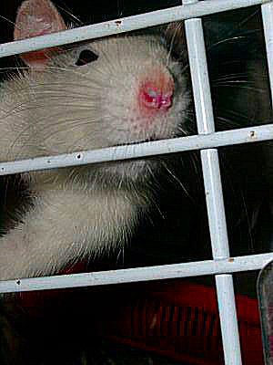 Photo d'un rat femelle, Vérité