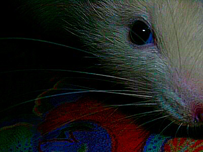 Photo d'une face de rat