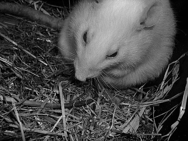 Photo d'un rat albinos donc blanc