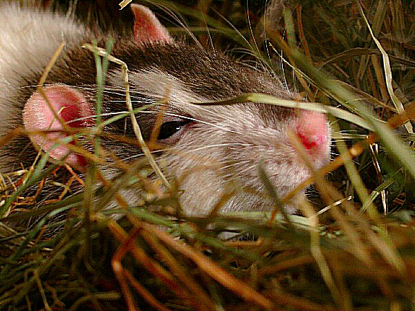 Photo du rat domestique dans le foin