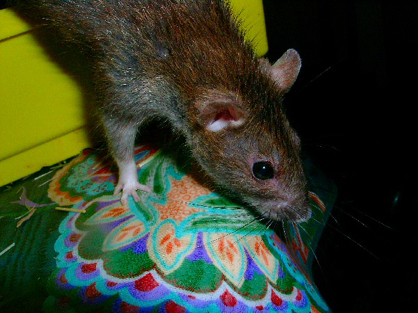 photo d'un rat commun - brun