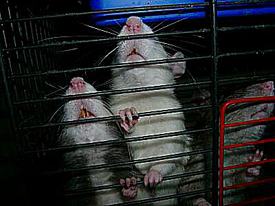 Image sur des rongeurs, des rats domestiques