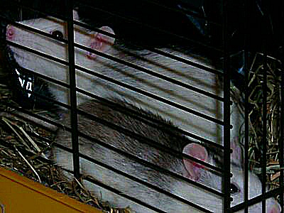 photo de rats husky - des rongeurs