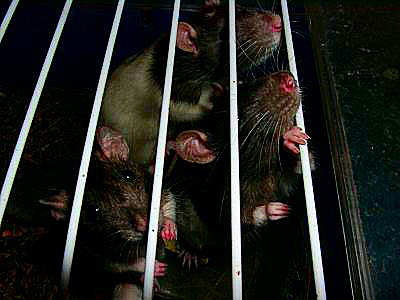 Photo : Dans les égouts des rats domestiques ou rattus norvégicus