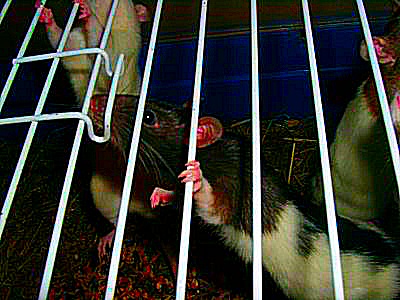 Photo des grilles et des rates - des rats femelles