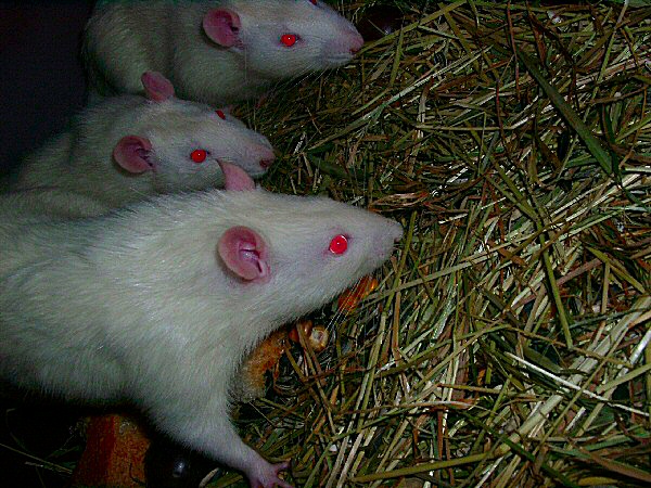 photo de trois rats albinos