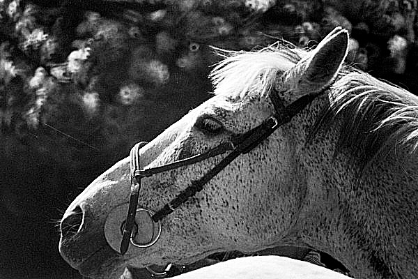 Photo de la t&ecircte souriante d'un cheval