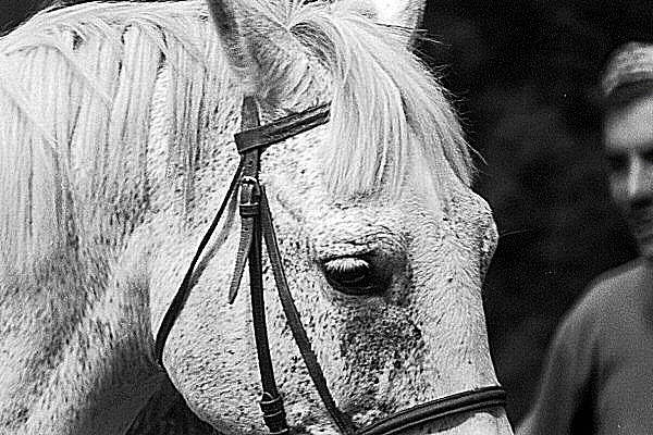 Image du regard d'un cheval