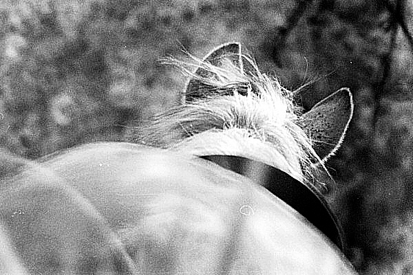 Photo de la crinière d'un cheval en mouvement