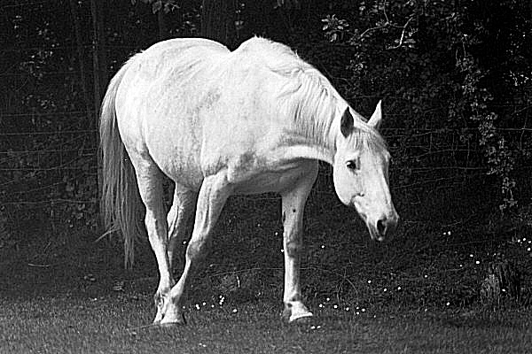 Photo en noir et blanc d'un cheval au pas