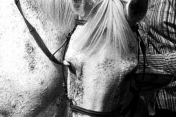 photo du cheval aux yeux baissés