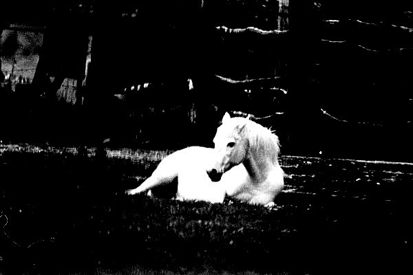 Photo d'un cheval blanc au repos
