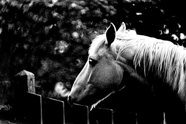 Image des ombres et lumière d'un cheval