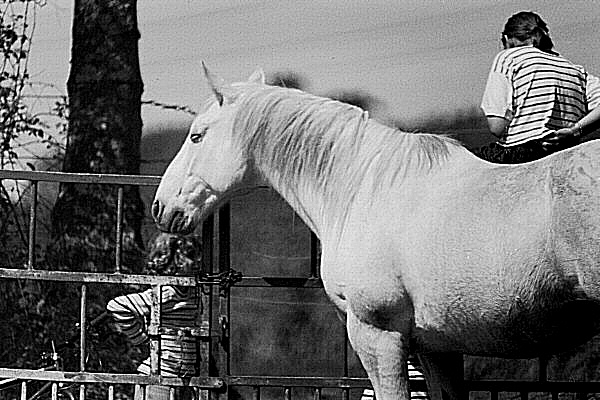 photo du cheval pensant