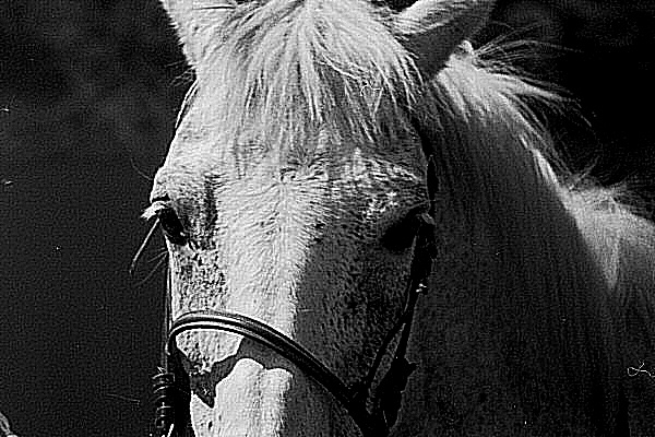 Photo sur le regard du cheval