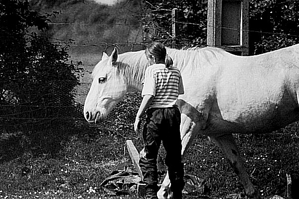 image d'un cheval blanc