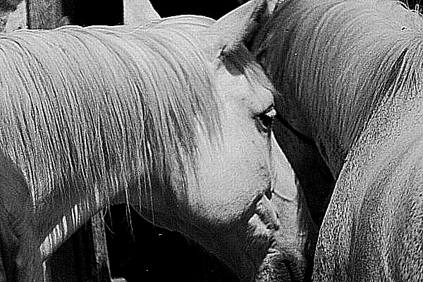 Photo de l'affection animale - des chevaux