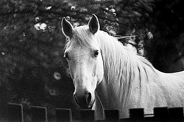 Image sur le regard du cheval