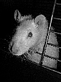 avatar d'un rat albinos