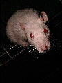 avatar d'un rat albinos