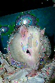 avatar d'un rat blanc