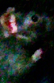 avatar d'un rat noir