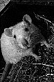 avatar d'un rat albinos
