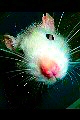 avatar d'un rat