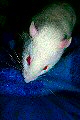 avatar d'un rat de laboratoire