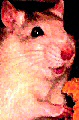 avatar d'un rat femelle