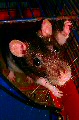 rat