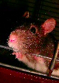 avatar d'un rat hooded