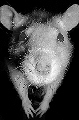 avatar d'une tête de rat albinos