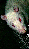 Petite photo d'un rat albinos