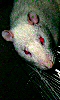 Petite photo d'un rat albinos